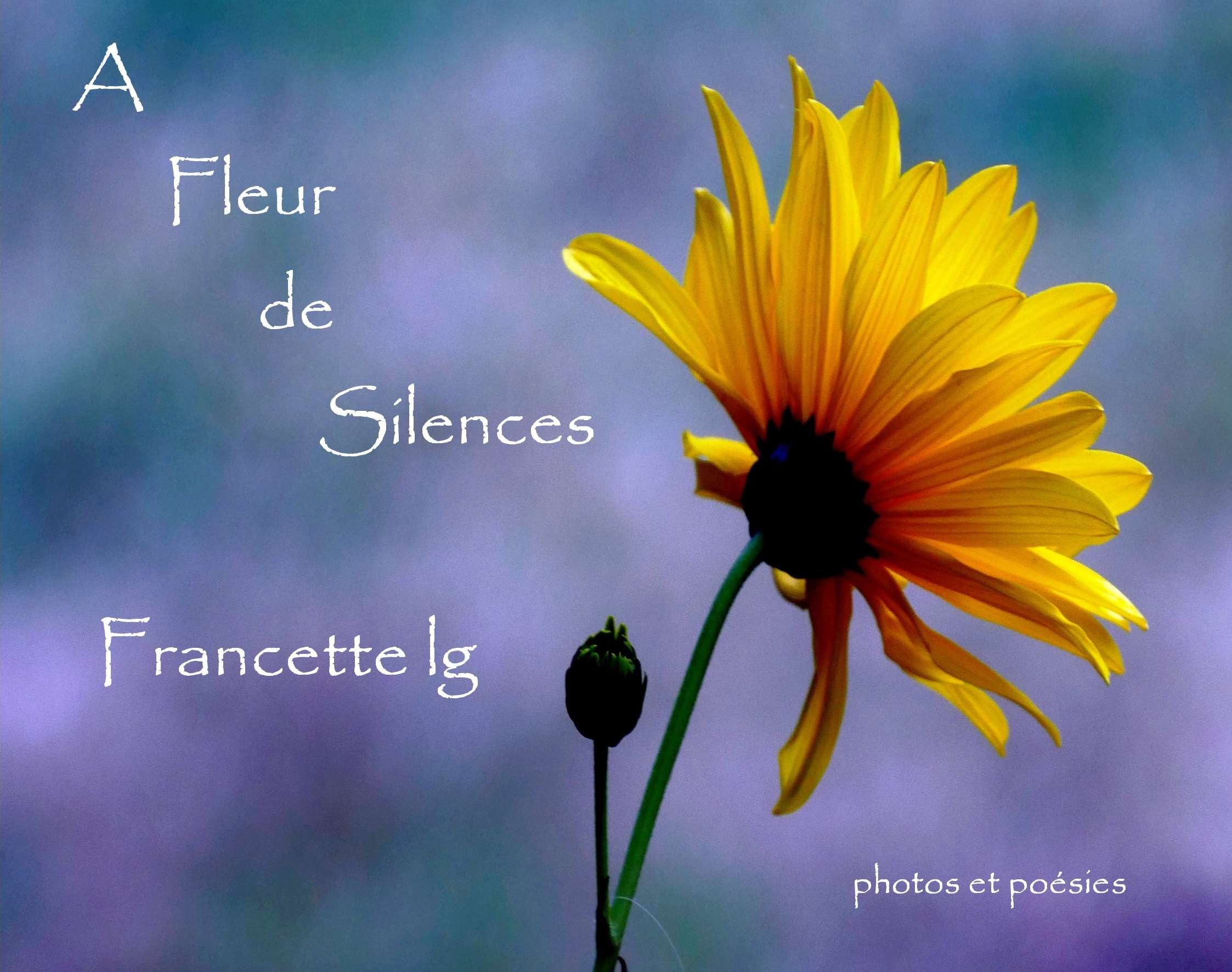 A fleur de silences