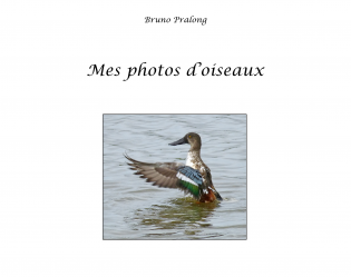 Mes photos d'oiseaux