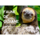 FAUNE DE GUYANE