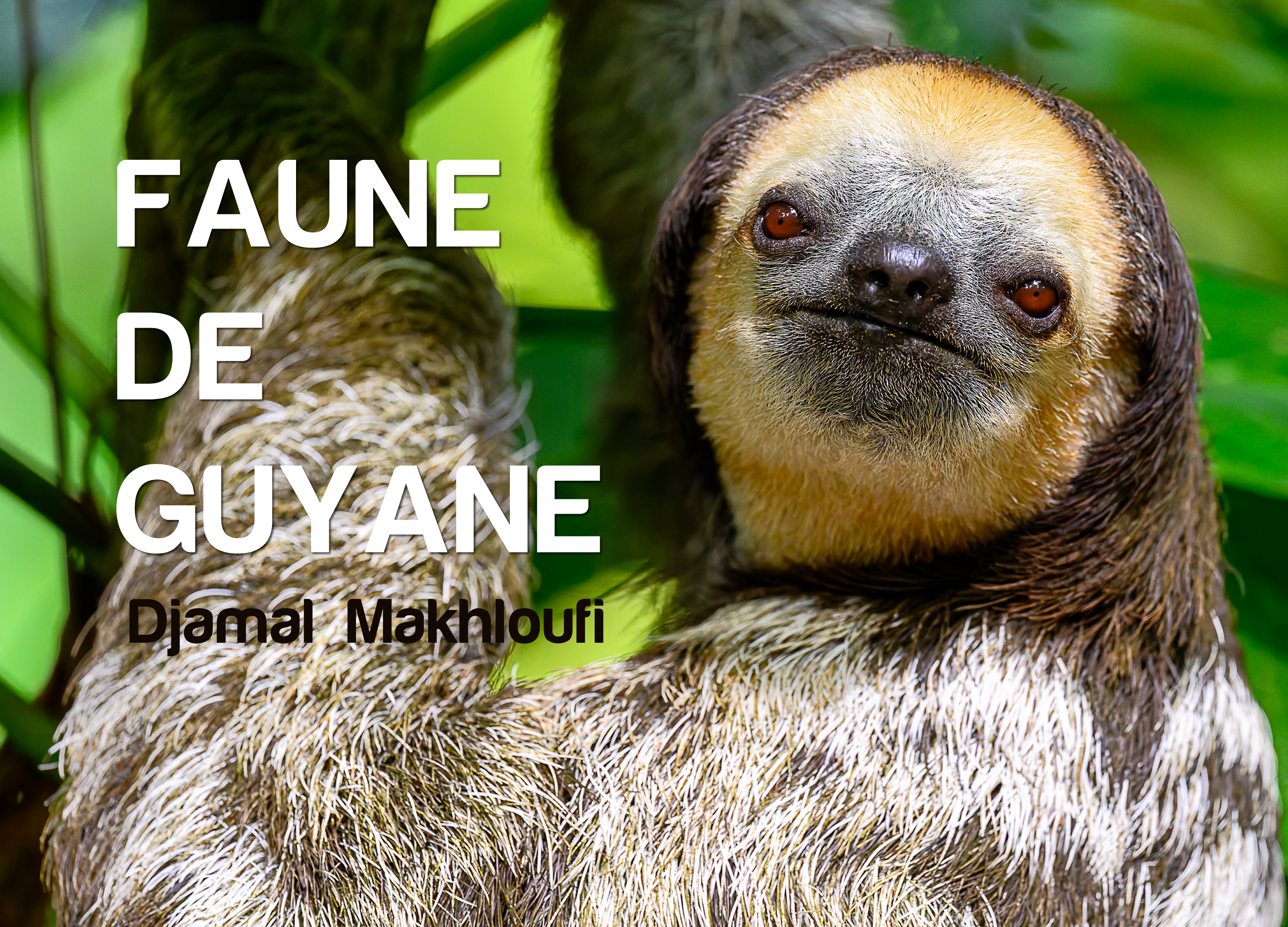 FAUNE DE GUYANE