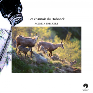 Les chamois du Hohneck